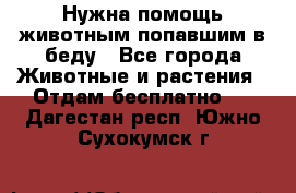 Нужна помощь животным попавшим в беду - Все города Животные и растения » Отдам бесплатно   . Дагестан респ.,Южно-Сухокумск г.